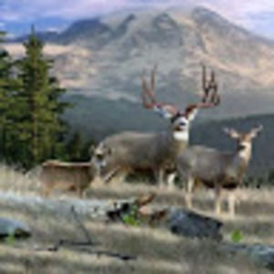 Meet your Posher, T.